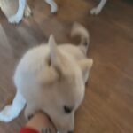 pure breed husky puppy in Cleveland, Tennessee