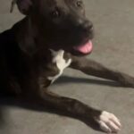pitbull brindle in Goulds, Florida