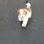 Havanese puppy for sale in Arizona City, Arizona