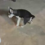 10 Week old Female Siberian Husky in Charlottesville, Virginia