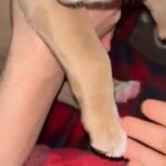 Pitbull Pup For Sale in Baytown, Texas