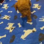 toy poodles in Elkton, Maryland