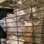 American Pitbull Terrier Puppies in Hollywood, Florida