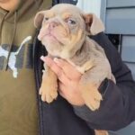 Male English Bulldog in Chicago, Illinois