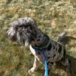 Zuko - Bernedoodle in Denver, Colorado