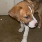 Pitbull Border Collie Mix in Sacramento, California