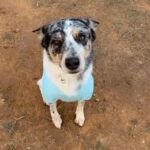 Texas Heeler in San Angelo, Texas