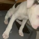 Pitbull Border Collie Mix Pt2 in Sacramento, California