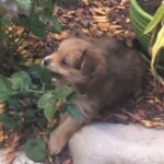 Cute Yorkie Pomeranian (boy) in Denver, Colorado