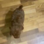Poodle Puppies in Meridian, Mississippi