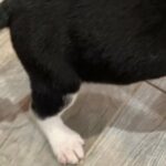 Toby in Springfield, Missouri