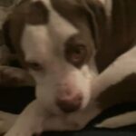 Pitbull Terrier Mix in Fort Wayne, Indiana