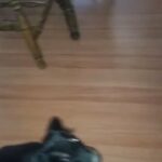 Doberman puppies in Denver, Colorado