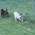 White/Chocolate Tri Piebald? in Fort Myers, Florida