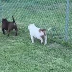 White/Chocolate Tri Piebald🐶 in Fort Myers, Florida