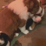 Looking for their forever homes in Arizona City, Arizona