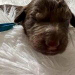 Bernedoodles f1bb in San Antonio, Texas