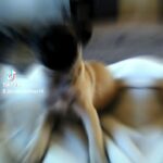 PUG in San Diego, California