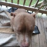 red nose pit bull in Norfolk, Virginia