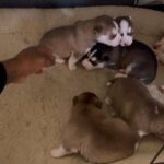 Puppies for sell in Arizona City, Arizona