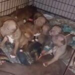 Pocket bully with pitbull in Arizona City, Arizona