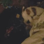 AKC wire fox terrier pups Ready for the Holidays in Arizona City, Arizona