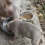 American Bully Puppies in Lynchburg, Virginia