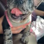 French Bulldog in Miramar, Florida