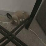 Bonded Rabbit Pair in Fort Worth, Texas