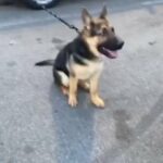 German Shepard For Sale in Nashville, Tennessee