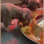 Xlbully Puppies in Manteca, California