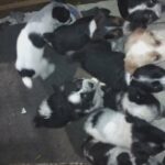 australlian cattle dog 5 females and 4 males in Delhi, California