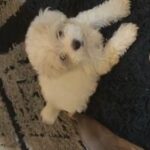 Pixie in Washington, District of Columbia