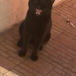 Black Cat in Florida City, Florida