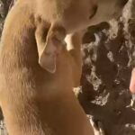 Golden Retriever in Florida City, Florida