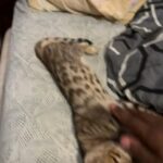 Brown black Spotted Bengal Cat in Oklahoma City, Oklahoma