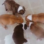 Bullies in Greenville, North Carolina