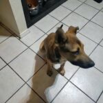 German shepherd puppy in Bedford, Texas