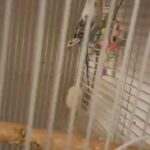 parakeets in Belleville, New Jersey