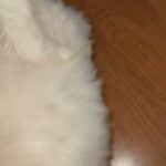 Rehoming Puppy in West Orange, New Jersey