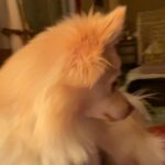 Pomeranian 4 sale in Arizona City, Arizona