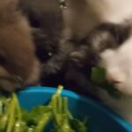 Litter trained lionhead bunnies in Arizona City, Arizona