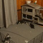 Dwarf rabbits in Arizona City, Arizona