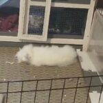Albino lions head looking for a home in Arizona City, Arizona
