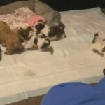 Shorkie Puppies in Colorado Springs, Colorado