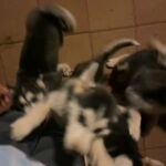 Siberian husky puppies for rehoming in Mesa, Arizona