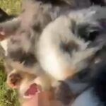Mini Aussie Pups in Houston, Texas
