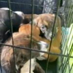 Pitbull in Houston, Texas
