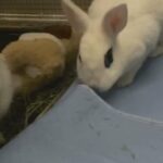 Beautiful Dwarf Bunnies in New York City, New York