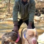 Xl American Bully in Phenix City, Alabama